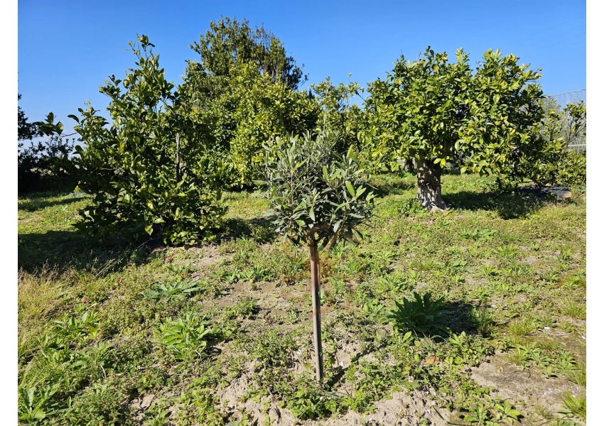 Sad pomarańczowy 350m od plaży w Cullera, Walencja